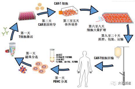 car-t细胞免疫治疗流程图