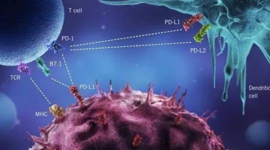 PD-1单抗，肿瘤免疫细胞治疗的未竟之局